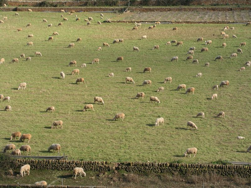 Schafe in der Nähe von Arta